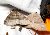 Geometer moth - Drepanulatrix monicaria