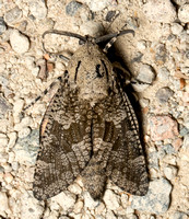 Carpenterworm Moth - Prionoxystus robiniae
