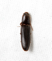 Click beetle - Athous sp.