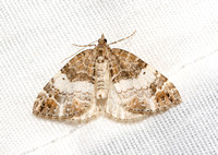 Geometer moth - Dysstroma sp.