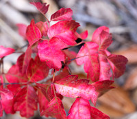Western Poison Oak - Toxicodendron diversilobum