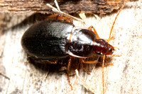 Rufous ground beetle - Calathus ruficollis
