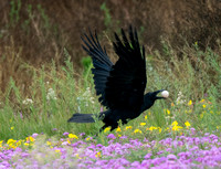 Common Raven - Corvus corax stealing an egg