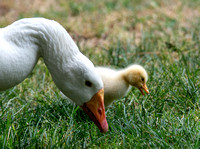 Domestic Goose - Anser "domesticus"