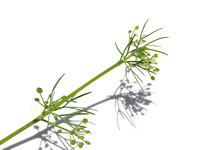 Marsh Parsley - Cyclospermum leptophyllum