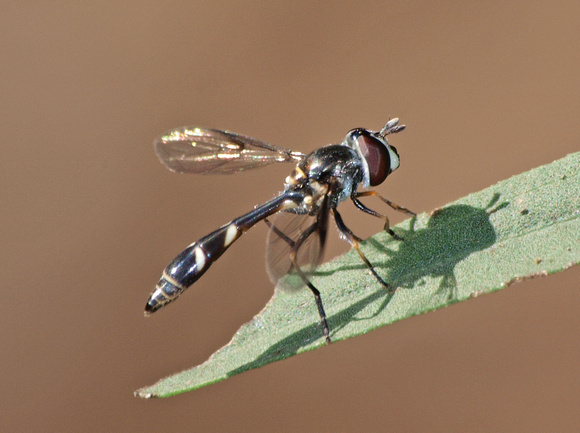 Four-Speckled Hoverfly - Dioprosopa clavata