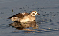 Long-tailed Duck - Clangula hyemalis