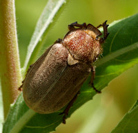 Dusty June beetle - Amblonoxia palpalis