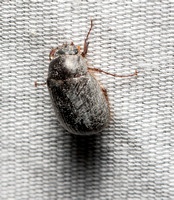 Small june beetle - Serica sp.