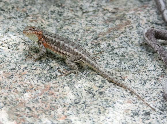 Southern Sagebrush Lizard - Sceloporus vandenburgianus