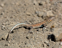 Side-blotched Lizard - Uta stansburiana (pooping)