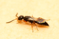 Flat Wasp - Family Bethylidae