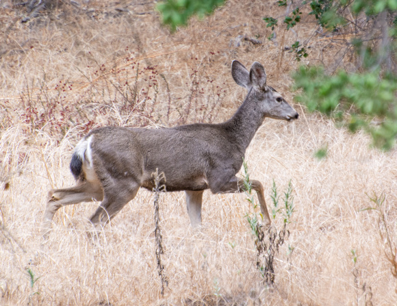 Mule Deer - Odocoileus hemionus
