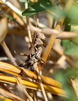 Spur-throated grasshopper - Oedaleonotus tenuipennis