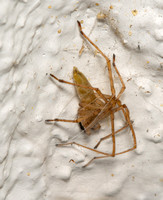 Longlegged spider - Cheiracanthium mildei