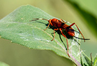 Ichneumon wasp - Compsocryptus sp.