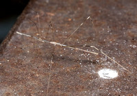 Thread-legged bug - Emesaya sp.