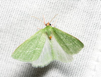 Emerald moth - Synchlora faseolaria