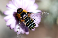 Bee fly - Villa sp.,