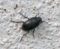 Darkling beetle - Crypticus quisquilius