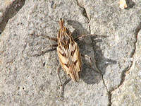 Weevil - Coniocleonus sp.