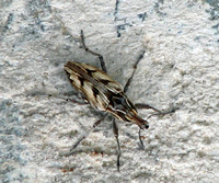 Weevil - Coniocleonus sp.