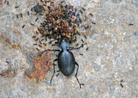 Carabid beetle - Carabus sp.