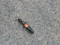 rove beetle - Family Staphylinidae