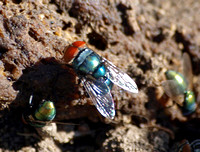 Latrine fly - Chrysomya megacephala