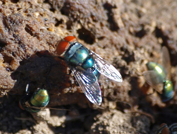 Latrine fly - Chrysomya megacephala