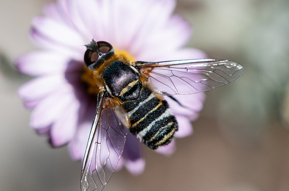 Bee fly - Villa sp. (Villa lateralis?)