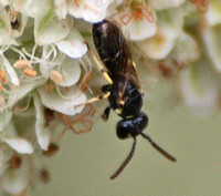 Masked bee - Hylaeus sp.