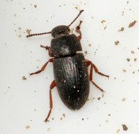 Darkling Beetle - Blapstinus (discolor or hsticus?)