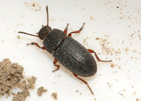 Darkling Beetle - Blapstinus (discolor or hsticus?)
