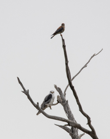 American Kestrel - Falco sparverius, White-tailed Kite - Elanus leucurus