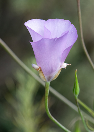 Splendid Mariposa Lily - Calochortus splendens