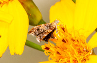 Metalmark moth - Choreutis sexfasciella