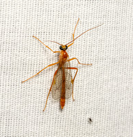 Ichneumon wasp - Netelia sp