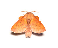 American Lappet Moth - Phyllodesma americana