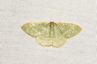 Emerald moth - Chlorochlamys appellaria