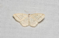 Geometer moth - Protitame subalbaria