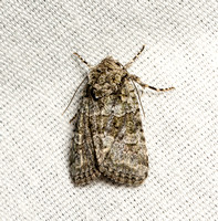 Noctuid moth - Lacinipolia dimocki