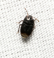 Burrowing bug - Melanaethus sp.