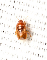 Burrowing bug - Amnestus pusillus