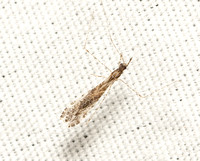 Thread-legged bug - Unidentified sp.