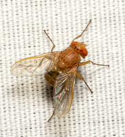 Tachinid fly - Ormia ochracea