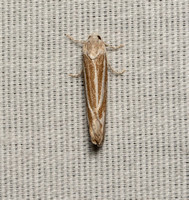Tortricid moth - Pelochrista avalona