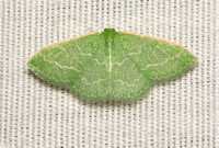Wavy-lined emerald moth- Synchlora aerata