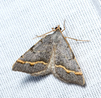 Geometer moth - Macaria austrinata