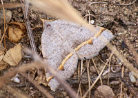 Geometer moth - Macaria austrinata